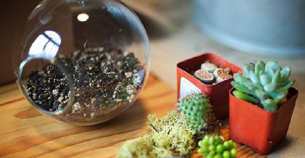 Easy DIY Projects: How to Make A Succulent Terrarium