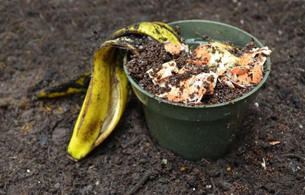 How to Compost Table Scraps